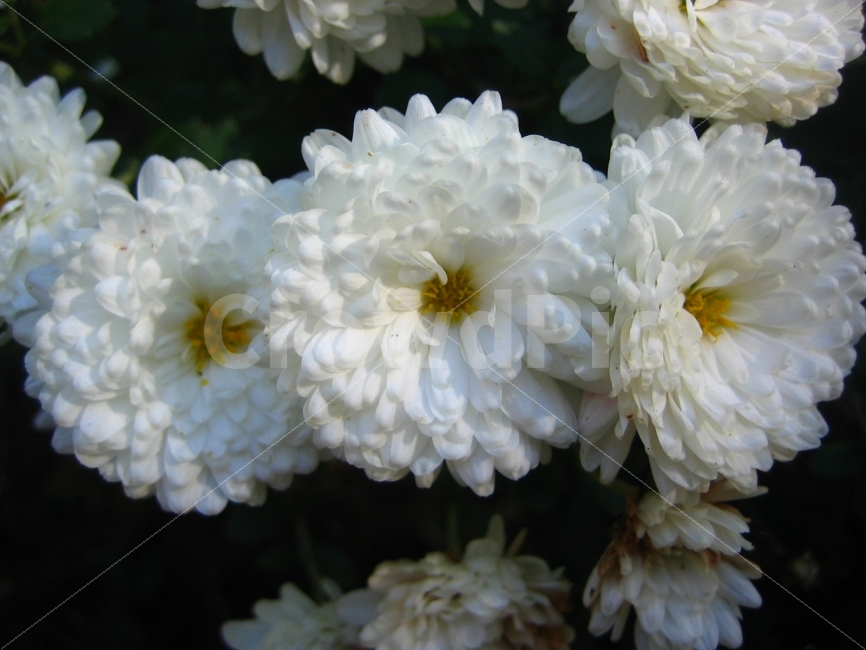 함께,더불어,흰색,검은색,애틀란타,식물,자연,plants,nature,꽃,flower