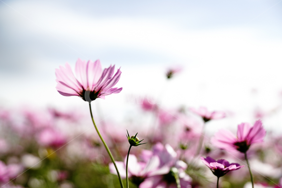 가을,코스모스,하늘,자연,꽃,autumn,cosmos,nature,sky,flower,가을,계절,fall,autumn,season,식물,자연,plants,nature,꽃,flower,plant,daisy,데이지,daisies,blossom