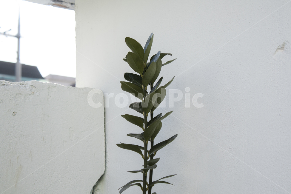 plant,fruit,식물,과일,food,pineapple,식품,파인애플,leaf,잎,식물,자연,plants,nature