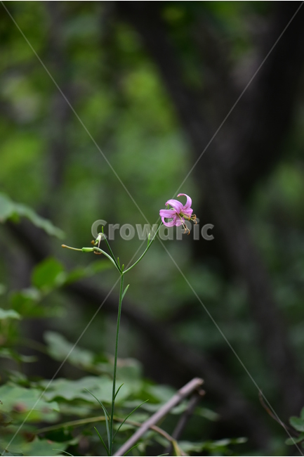 솔나리,야생화,식물,자연,꽃,생태,힐링,플라워,wildflower,flower,plants,nature,season,감성,느낌,emotion,feeling,백합목,백합과,여름,백합속,분홍색,여러해살이풀,식물,자연,plants,nature,꽃,flower