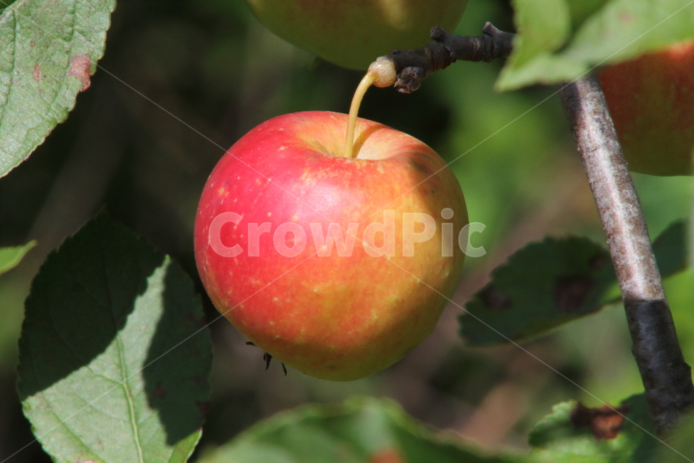 꽃사과,사과,과일,열매,hallcrabapple,식물,자연,plants,nature,과일,열매,fruit