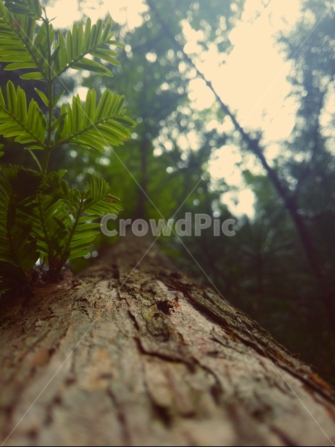 메타세콰이어,나무,Metasequoia,tree,식물,식물,자연,plants,nature,나무,trees,wood,감성,sensible,feeling,휴식,힐링,rest,relaxation,healing