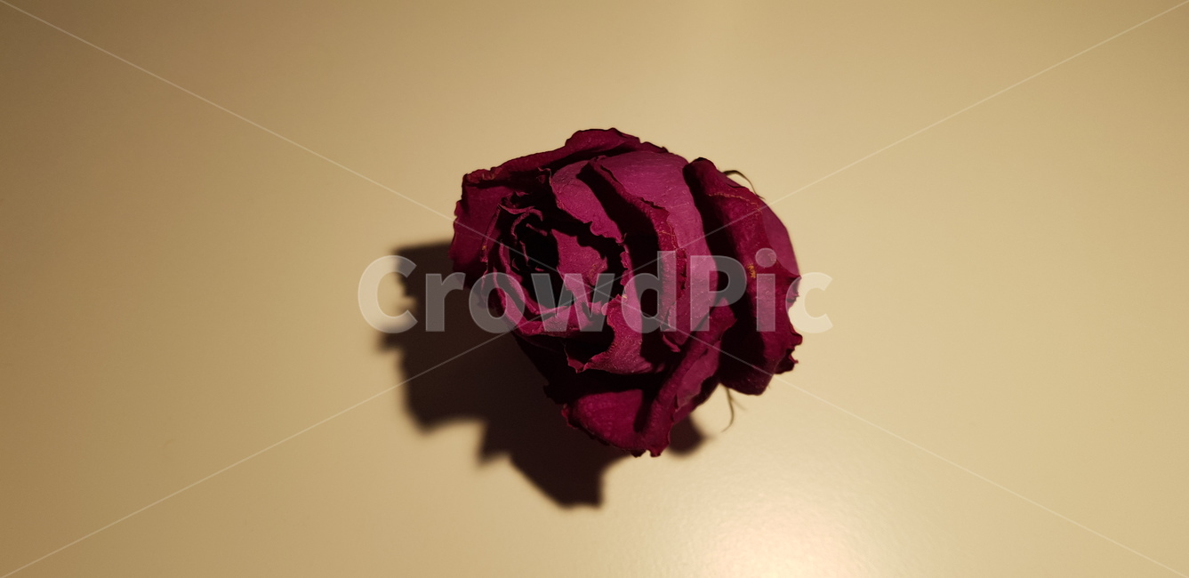 장미,꽃,레드,드라이,플라워,조명,flower,rose,red,dry,light,감성,feeling,식물,꽃송이,붉은,nature,자연,그림자,shadow