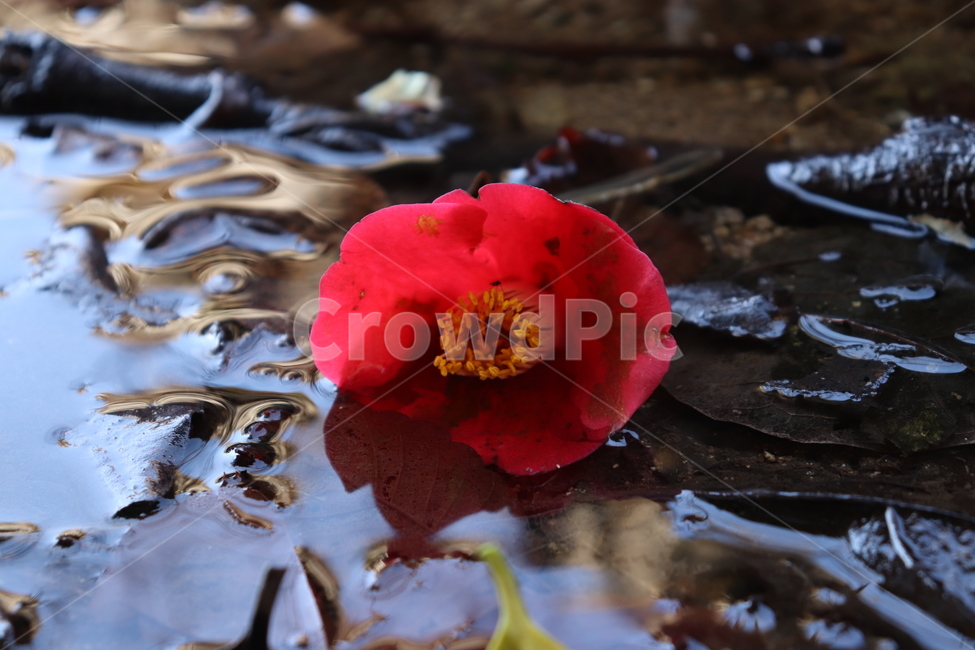 식물,꽃잎,flower,꽃,감성사진,동백,느낌,자연,배경화면