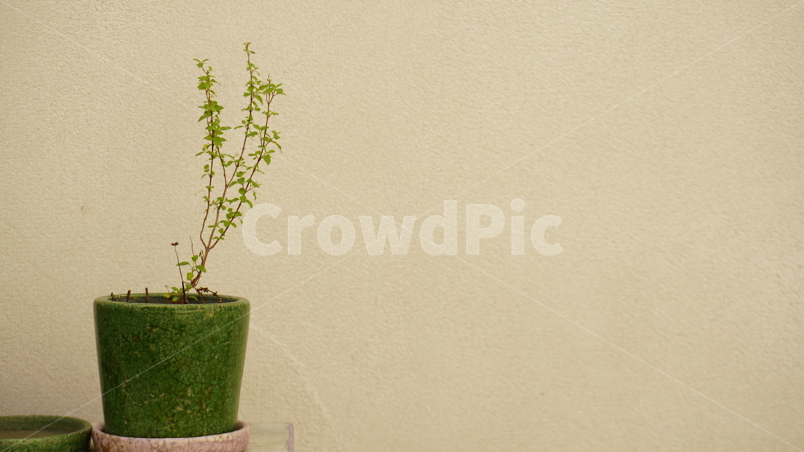 심플,화분,따듯한,벽,식물,감성,느낌있는,초록,식물,자연,plants,nature