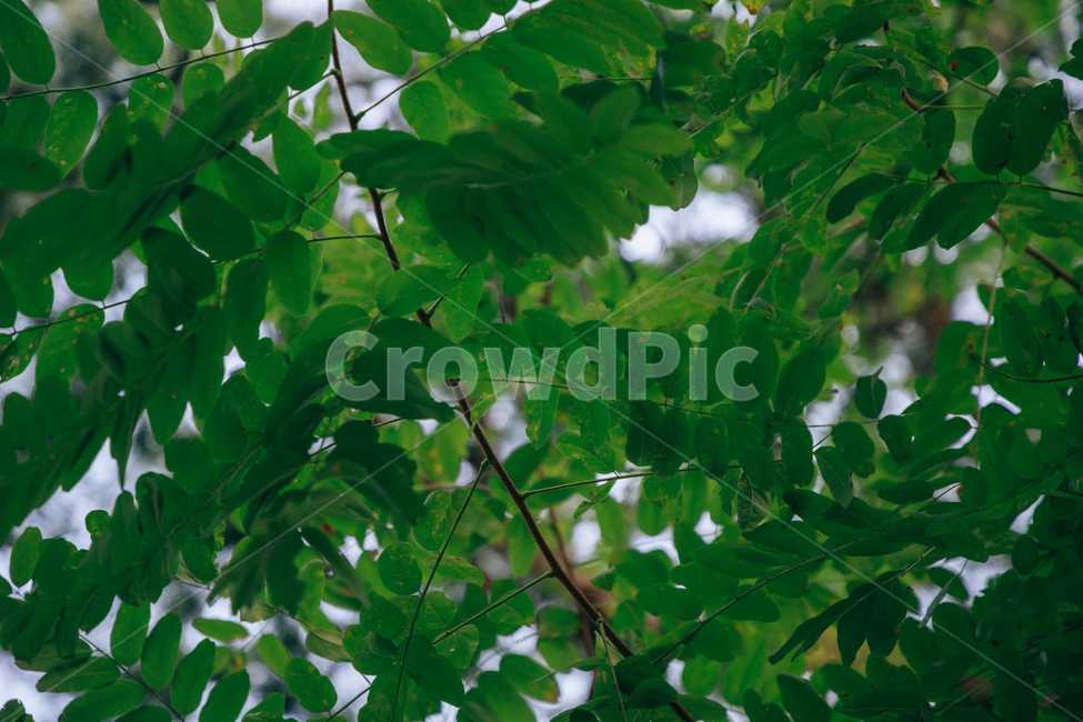 자연,식물,초록,나무,싱그러운,햇살,햇볕,tree,식물,자연,plants,nature