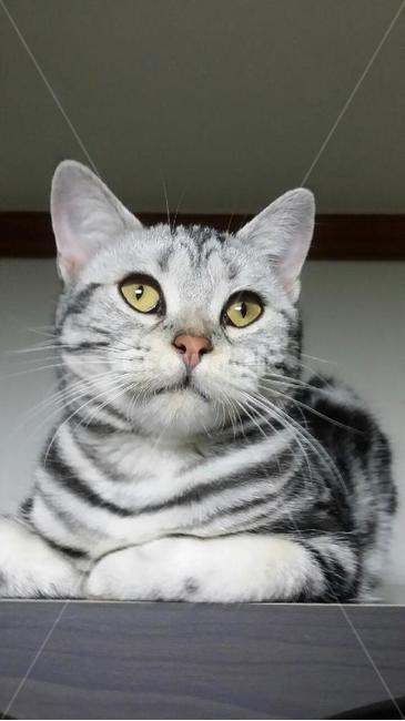양이,애완묘,동물,pet,cat,고양이,동물,animal,포유류,mammal,고양이,cat,kitten,kitty