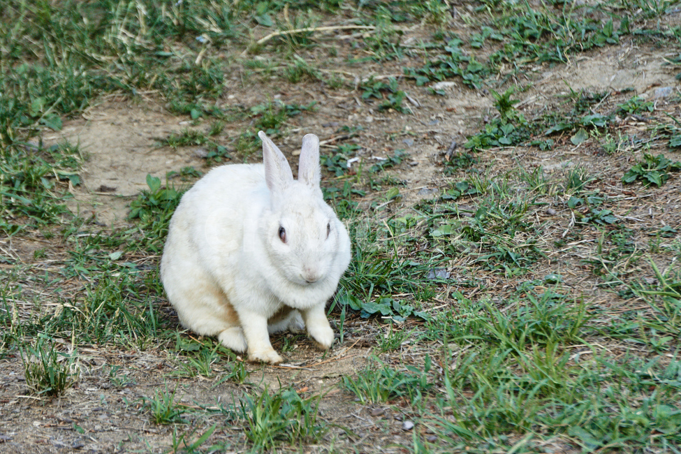 토끼,동물,야생,초식동물,포유류,자연,nature,rabbit,animal,야생동물,plant,식물,동물,animal,포유류,mammal