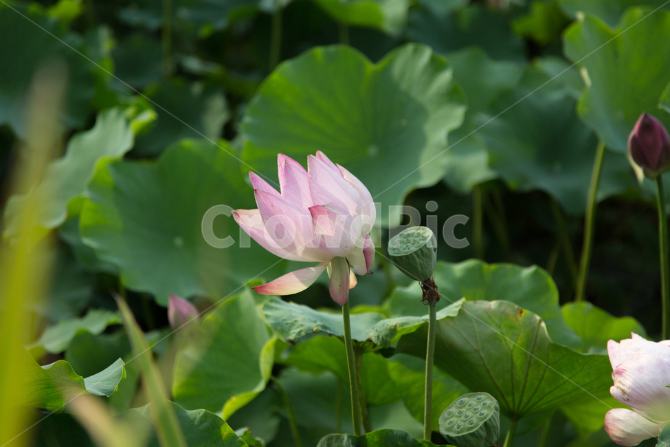 자연,배경,연꽃,연못,연잎,식물,자연,plants,nature,꽃,flower