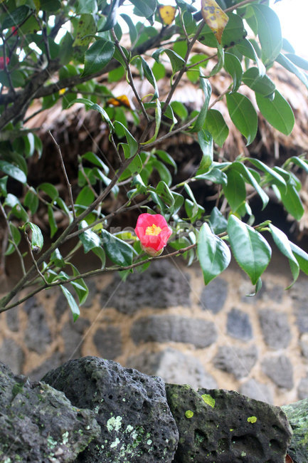 동백꽃,겨울꽃,제주도꽃,빨간꽃,cameliaflower,winterflower,jejuislandflower,redflower,식물,자연,plants,nature,꽃,flower