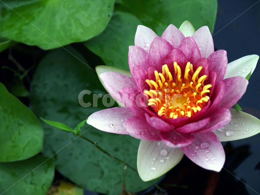 수련,연꽃,연못,진흙,꽃,식물,식물,자연,plants,nature,꽃,flower