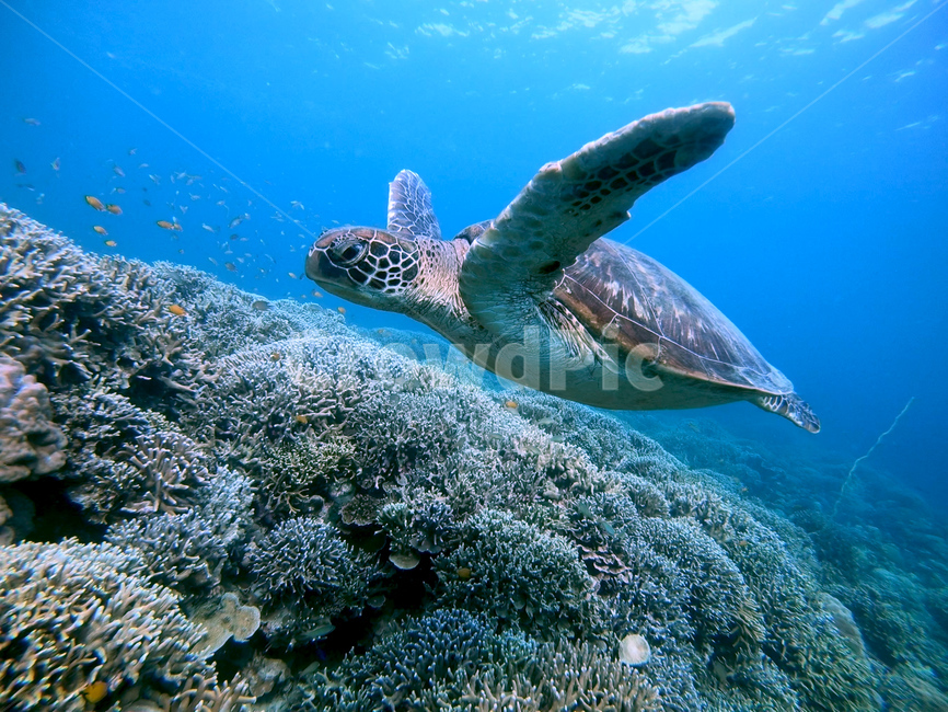 Turtle,scuba diving,turtle,Philippines,scuba,moalboal