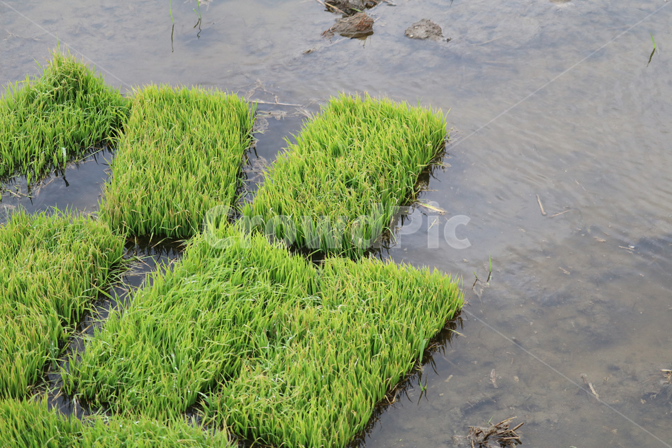 농사,벼,쌀,못자리,봄,모판,산업,industry,industrial,농업,농사,agriculture,farming,farming industry