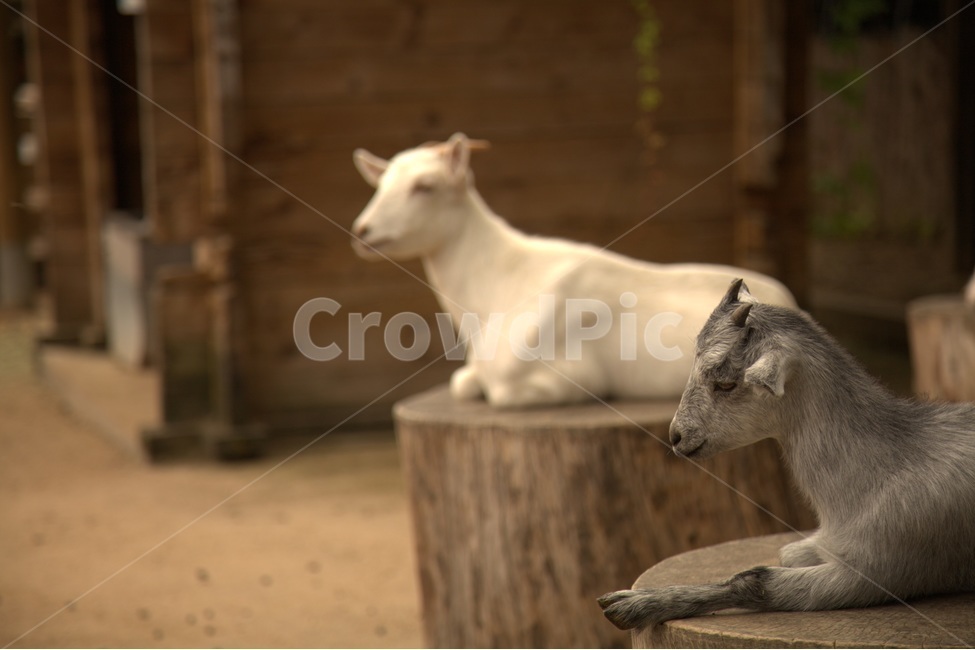 동물,양,스핑크스,동물원,염소,동물,animal,포유류,mammal