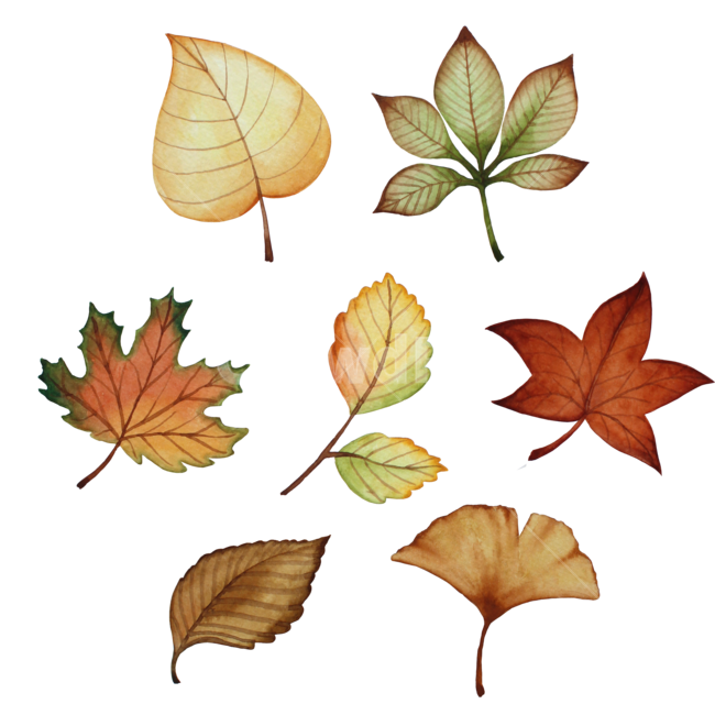 일러스트,가을,단풍,잎,장식,가을,계절,fall,autumn,season,누끼,remove background,leaf,plant,식물