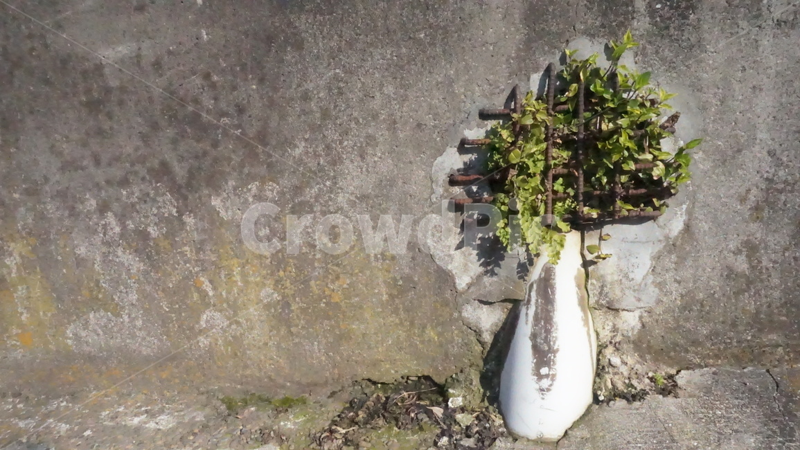 leef,outoffocus,wire netting,graywall,leaf,drain,Outfocusing,street,plant,gray wall,Street,waterspout