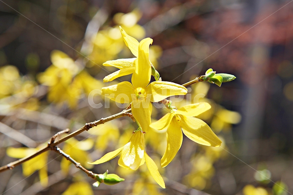 개나리,개나리꽃,꽃,노랑,봄꽃,봄,식물,자연,공원,식물,자연,plants,nature,꽃,flower
