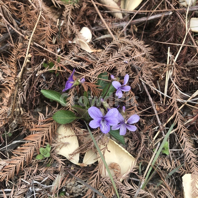 보라색,길가,꽃,길꽃,자연,나무