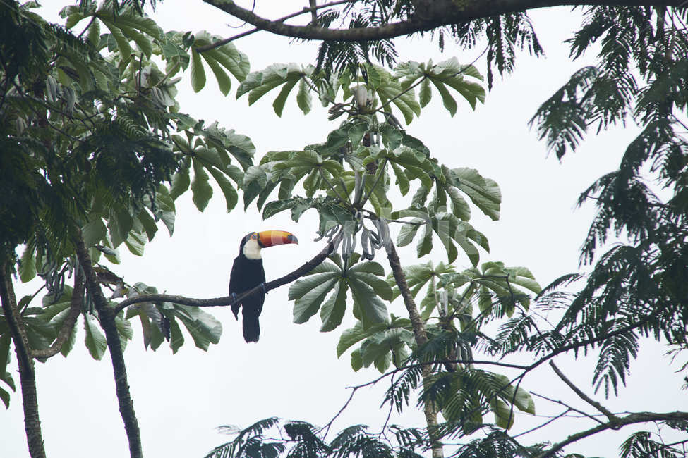 투칸,tucan,새,bird,자연,nature,아마존,amazon,열대우림,rainforest,열대,우림