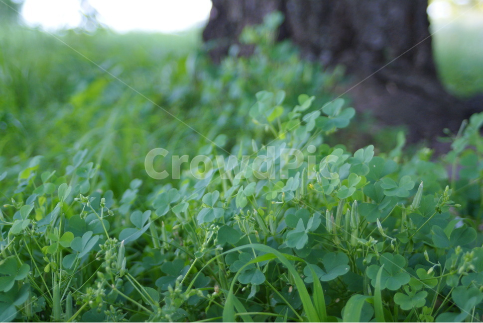 나무,클로버,토끼풀,잔디밭,초록색,녹색,식물,자연,plants,nature,휴식,힐링,rest,relaxation,healing
