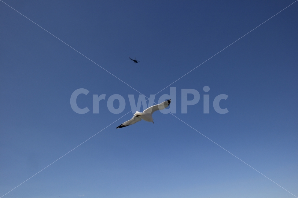 새,조류,갈매기,하늘,비행,비행기,헬기,헬리콥터,동물,animal,조류,새,birds
