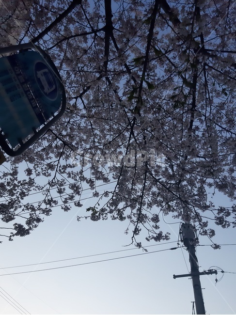 atmosphere,wait,Cherry Blossom,blue,quiet,Bus stop
