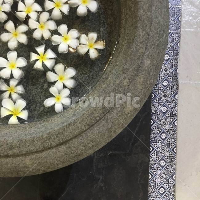 plant,식물,꽃,flower,알로하,식물,자연,plants,nature,꽃,flower
