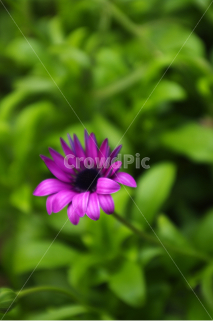 꽃,식물,flower,plant,꽃봉오리,식물,자연,plants,nature,꽃,flower