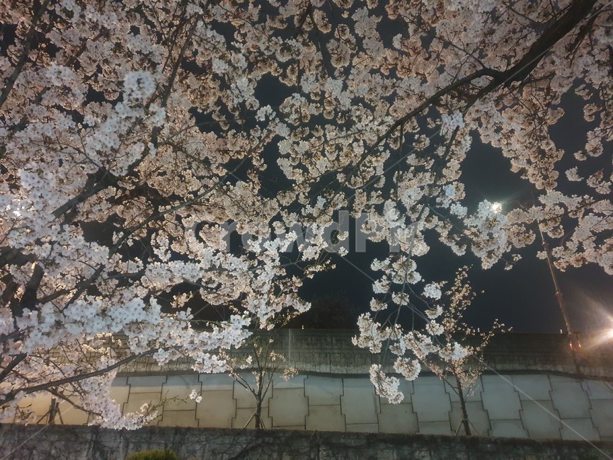 벚꽃,꽃나무,조명,배경,풍경