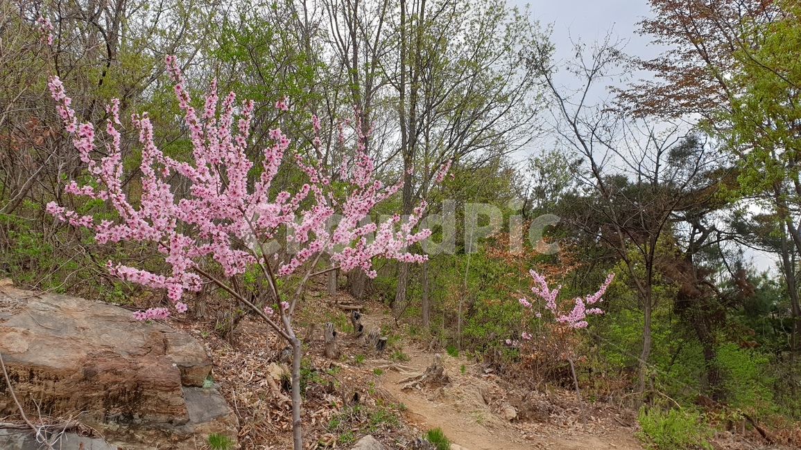 매화,봄,봄꽃,매화나무,나무,식물,봄,계절,spring,season,plant