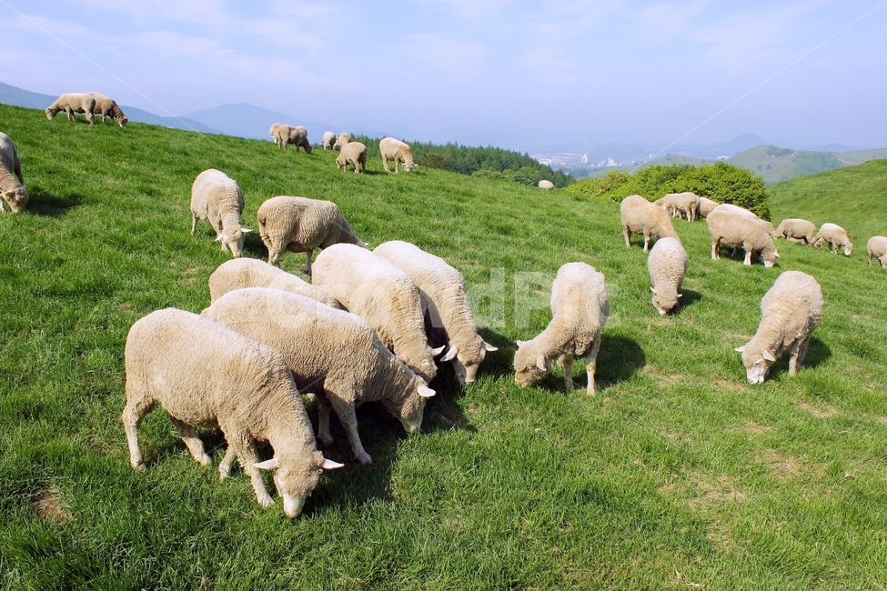 양,양떼,양떼목장,대관령,자연,동물,풀,한적함,nature,sheep,하늘,목장,동물,animal,포유류,mammal,산업,industry,industrial,목축업,목장,livestock farming,ranching,pasture