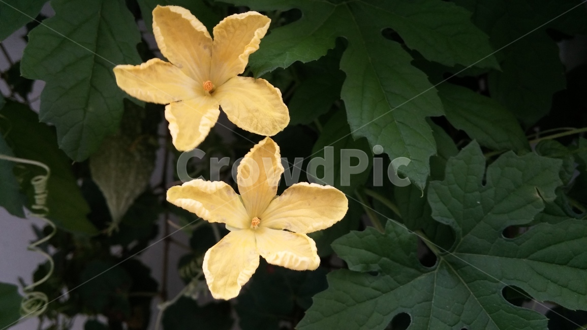 꽃,봄,감성,노랑,들꽃,식물,자연,plants,nature,꽃,flower