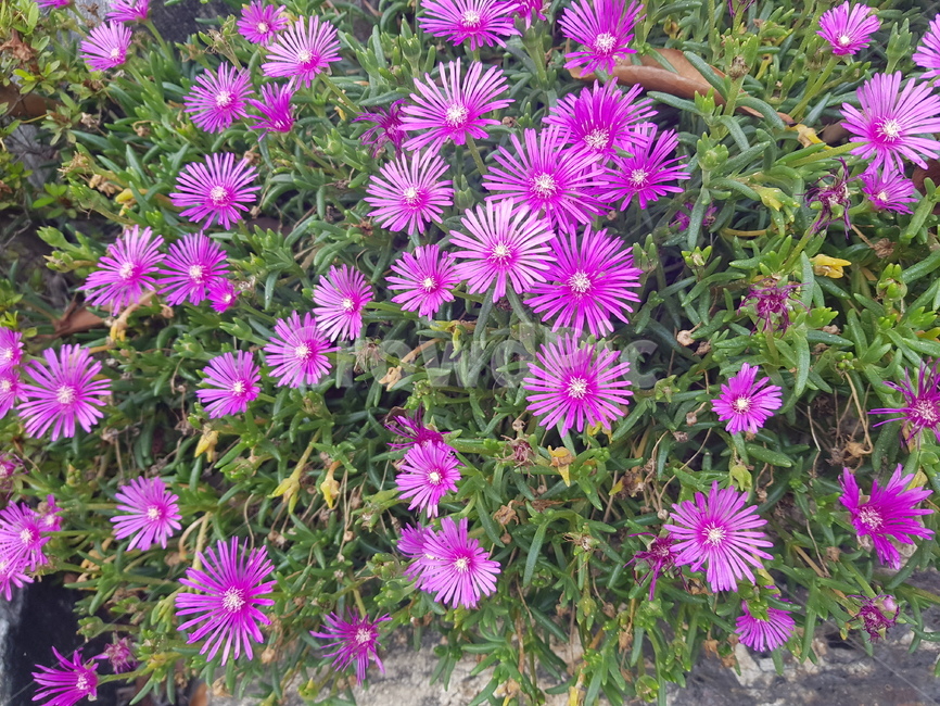 꽃,송엽국,flower,화단꽃,사철채송화