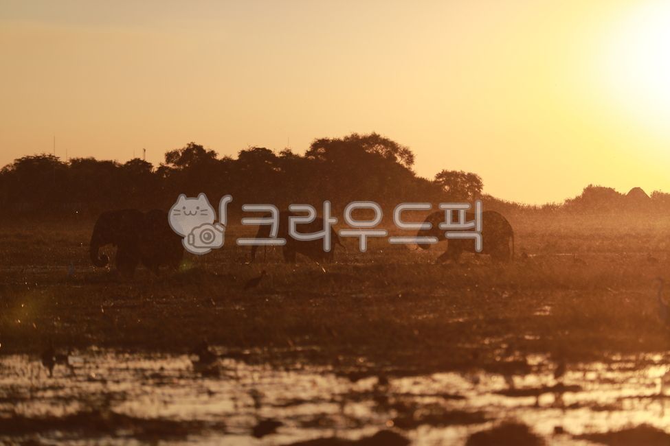 mammal,African elephant,animal,wild animals,elephant,mammalia