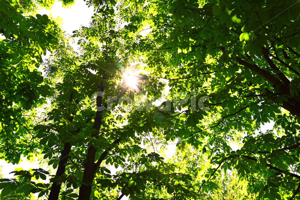숲,녹색,힐링,그린,초록,healing,green,forest,plant,leaves,5월,6월,풍경,자연,엽록소,산소,울창한,그늘,나뭇잎,잎새,나무,줄기,싱그러운,청정,공기,에어,air,clean,무공해,햇살,햇빛,활엽수,숲속,자연,풍경,nature,landscape,식물,plants,나무,trees,wood,light,빛,flare,플레어