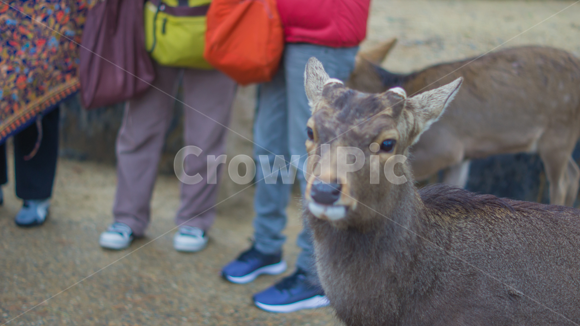 사슴,교토,사슴공원,동물,포유류,mammal,animal,japanese,deer,공원,park,동물,animal,포유류,mammal