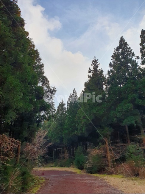 plant,식물,tree,나무,제주도,풍경,자연,힐링