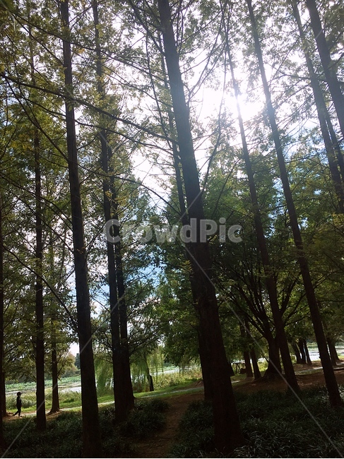 나무,숲,공기,초록,자연,자연,풍경,nature,landscape,tree,plant,식물,flare,플레어,light,빛