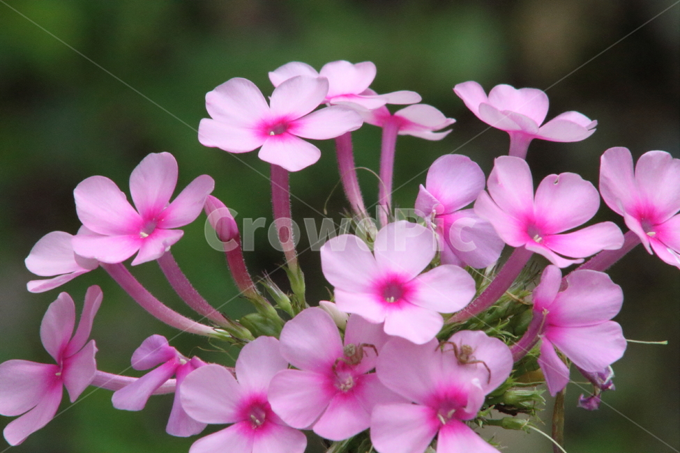 플록스,꽃,식물,분홍,annualphlox,식물,자연,plants,nature,꽃,flower