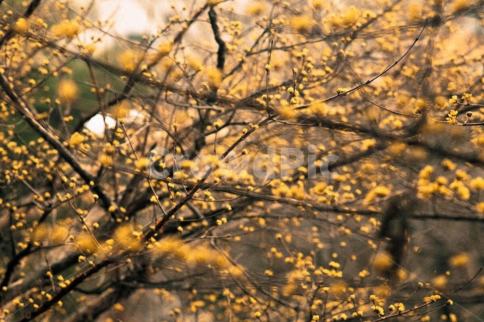 산수유,꽃,봄,계절,노랑색,식물,flower,spring,season,yellow,plant,봄,계절,spring,season,식물,자연,plants,nature,꽃,flower,감성,sensible,feeling