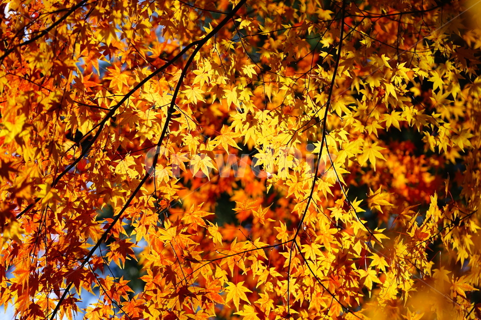 가을,단풍나무,단풍잎,나무,빛,계절,maple,mapleleaf,autumn,light,season,가을,계절,fall,autumn,season,자연,풍경,nature,landscape,leaf,잎,plant,식물,tree,단풍