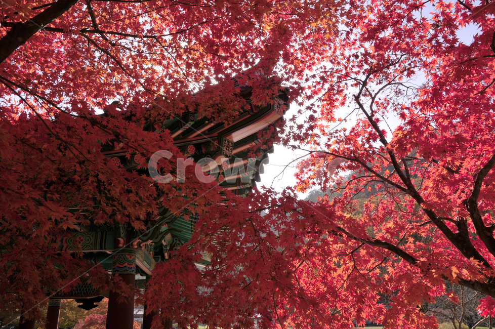 나무,tree,식물,불영사,가을불영사,단풍,가을,단청