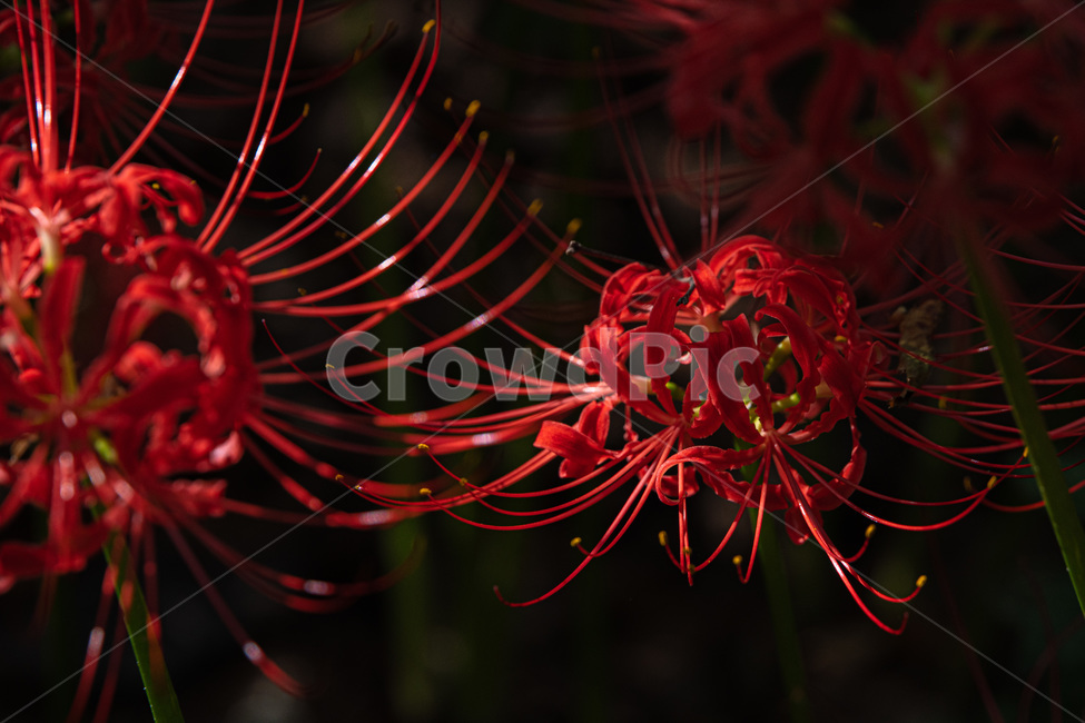 꽃무릇,꽃,붉은,가을,가을꽃,식물,자연,plants,nature,꽃,flower