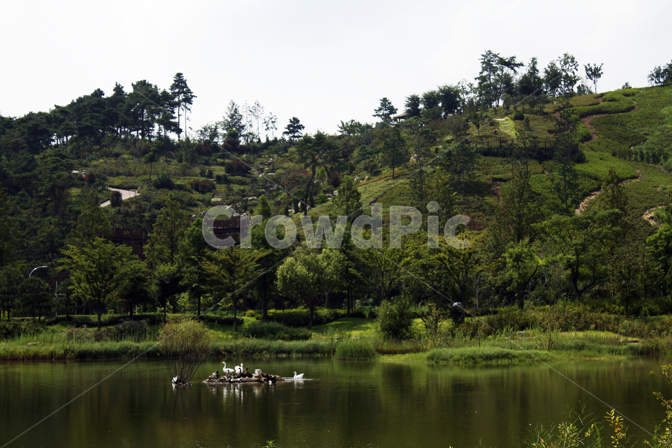 순천,공원,관광지,야외,강,호수,물,나무,water,nature,자연,tree,아비,식물,plant,옥외,오리,새,동물,순천만,생태공원