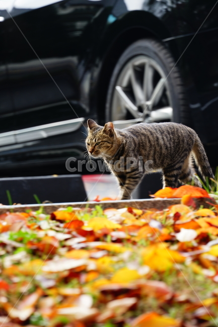 고양이,길고양이,cat,단풍,가을,가을,계절,fall,autumn,season,동물,animal,포유류,mammal,고양이,cat,kitten,kitty