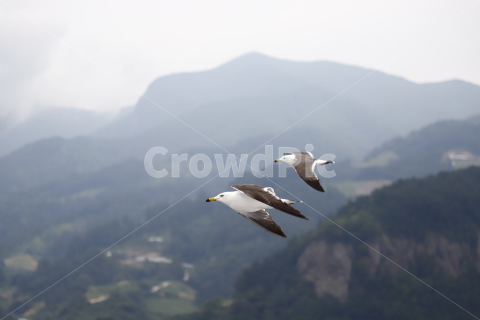 갈매기,바다,산,하늘,갈매기의비상,새,조류,새,birds