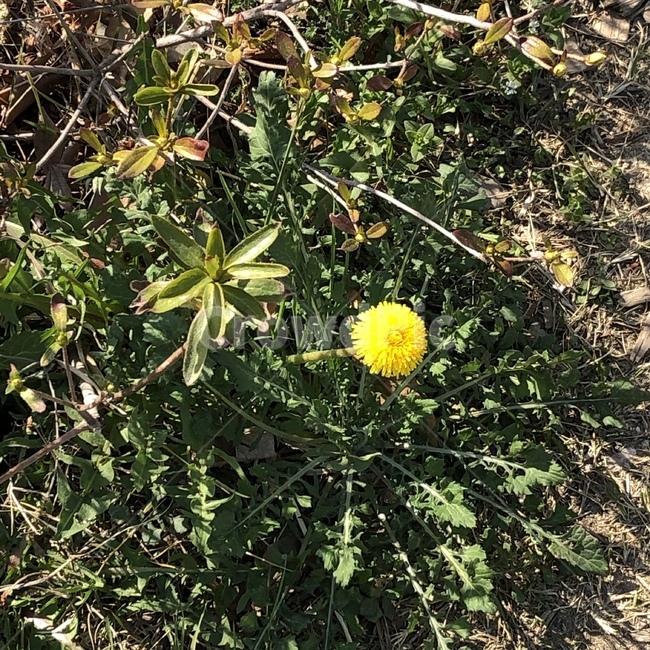 flower,꽃,blossom,plant,식물,민들레,dandelion