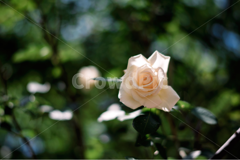 장미,백장미,꽃밭,아름다움,꽃,rose,식물,자연,plants,nature,꽃,flower