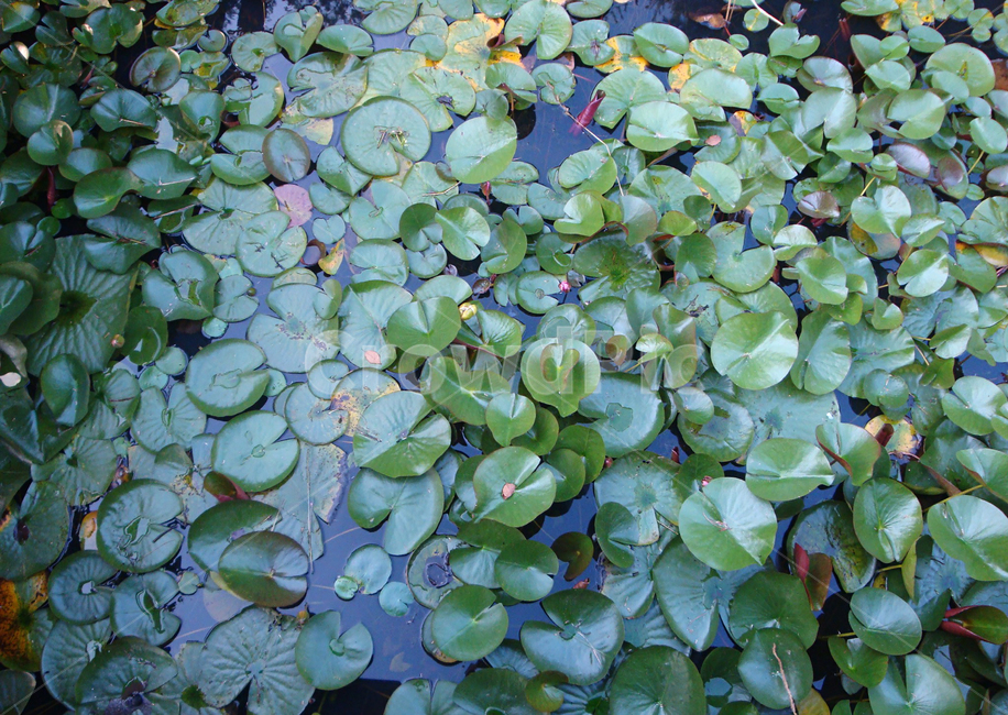 자연,식물,수련,녹색,잎,식물,자연,plants,nature