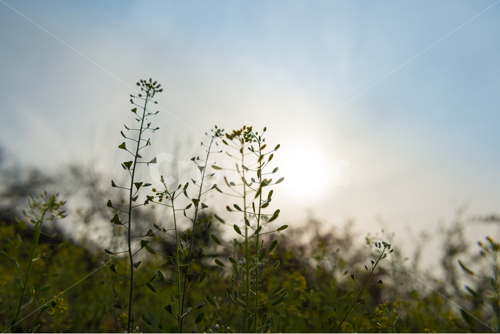 봄,자연,야외,공원,spring,nature,계절,식물,풍경,빛,season,plants,감성,sensible,feeling,하늘,sky,녹색,green,풀,grass